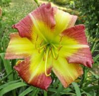 Denivka 'Mike Reed' (Hemerocallis)