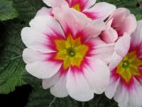 Prvosenka bezlodyžná (Primula vulgaris)