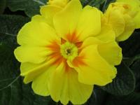 Prvosenka bezlodyžná (Primula vulgaris)
