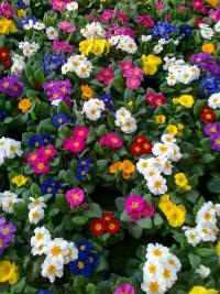 Primula vulgaris - prvosenka bezlodyžná
