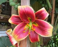 Lilie 'Red Morning' - OT hybridy