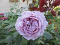 Růže 'Novalis' - Mnohokvěté růže (Rosa)