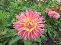 Jiřinka 'Nenekazi' - Kaktusovité jiřinky (Dahlia)