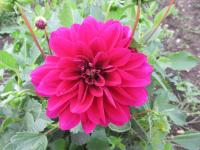 Jiřinka 'Le Baron' - Dekorační jiřinky (Dahlia)