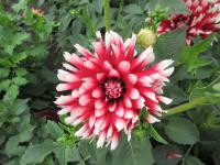 Jiřinka 'Red Empire' - Dekorační jiřinky (Dahlia)