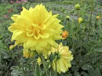 Jiřinka 'Golden Emblem' - Dekorační jiřinky (Dahlia)