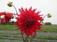 Jiřinka 'Holly Huston' - Semikaktusovité jiřinky (Dahlia)