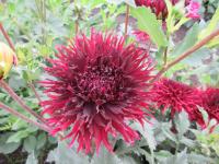 Jiřinka 'Kenora Macop B' - Třepenité jiřinky (Dahlia)