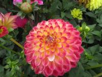 Jiřinka 'Jowey Arenda' - Kulovité jiřinky (Dahlia)