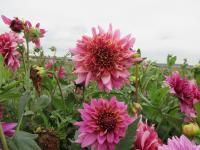 Jiřinka 'Mambo' - Anemonkovité jiřinky (Dahlia)