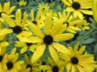 Třapatka missourijská (Rudbeckia missouriensis)