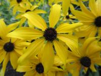 Třapatka missourijská (Rudbeckia missouriensis)