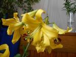 Lilie 'Rococo' - OT hybridy (Lilium)