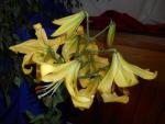 Lilie 'Rococo' - OT hybridy (Lilium)