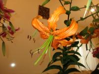 Lilie 'Gerlach' - Aurelian hybridy (Lilium)