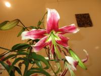 Lilie 'Leslie Woodriff' - OT hybridy (Lilium)