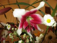 Lilie 'Silk Road' - OT hybridy