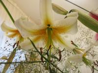 Lilie 'White Henryi' - Aurelian hybridy (Lilium)