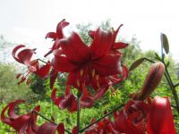 Lilie 'Red Velvet' - Asijské hybridy vysoké (Lilium)