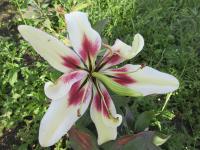 Lilie 'Zeba' - NO hybridy