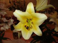 Lilie 'Manisa' - OT hybridy
