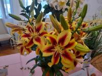 Lilie 'Viva la Vida' - AO hybridy (Lilium)