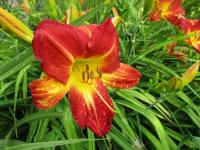 Denivka 'Jamestown' (Hemerocallis)