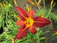 Denivka 'Black Prince' (Hemerocallis)