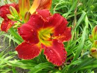 Denivka 'Crimson Sheen' (Hemerocallis)