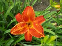 Denivka 'Paprika Velvet' (Hemerocallis)