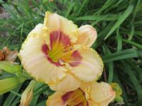 Denivka 'Custard Candy' (Hemerocallis)
