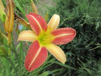 Denivka 'Jean' (Hemerocallis)