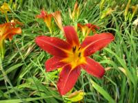 Denivka 'Bright Charm' (Hemerocallis)