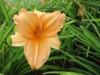 Denivka 'Dawnbreaker' (Hemerocallis)