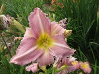 Denivka 'Chosen Love' (Hemerocallis)