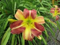 Denivka 'CZ Marika' (Hemerocallis)