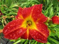 Denivka 'Prussia' (Hemerocallis)