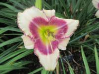 Denivka 'Prize Picotee Deluxe' (Hemerocallis)