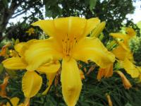 Denivka 'Cartwheels' (Hemerocallis)