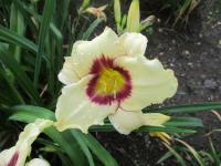 Denivka 'Pandora's Box' (Hemerocallis)