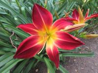 Denivka 'Ruby Spider' (Hemerocallis)