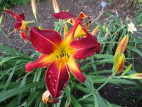 Denivka 'Ruby Spider' (Hemerocallis)