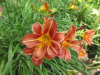 Denivka 'Pfennigparade' (Hemerocallis)