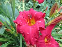 Denivka 'New Note' (Hemerocallis)