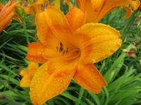 Denivka 'Lucretius' (Hemerocallis)