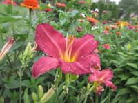 Denivka 'Bourbon Kings' (Hemerocallis)