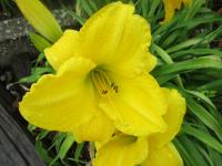 Denivka 'My Tradition' (Hemerocallis)