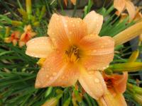 Denivka 'Fair Annet' (Hemerocallis)