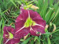 Denivka 'Isolde' (Hemerocallis)