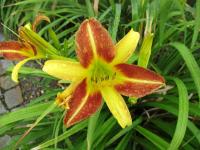 Denivka 'Russell's Minuet' (Hemerocallis)